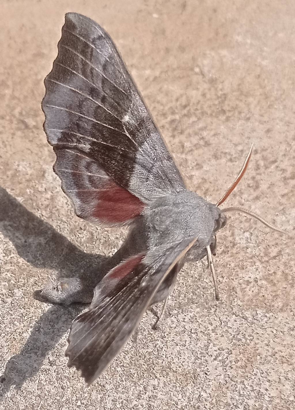 Laothoe populi - Sphingidae